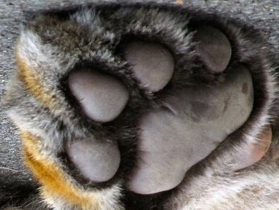 tiger-paw-2